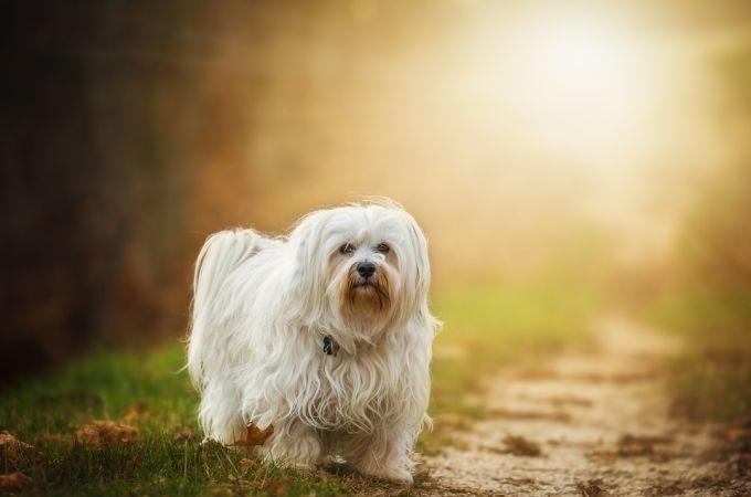 Havanese One of the Dogs that dont shed