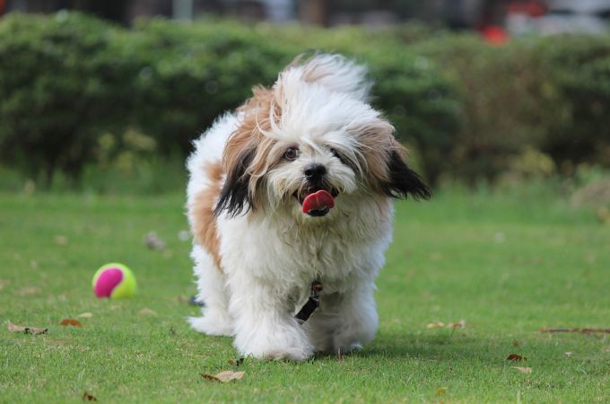 Happy and Playing Lhasa Apso Small Canine