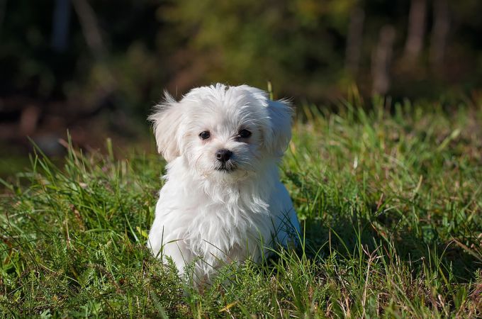 White Maltese Dog Breed