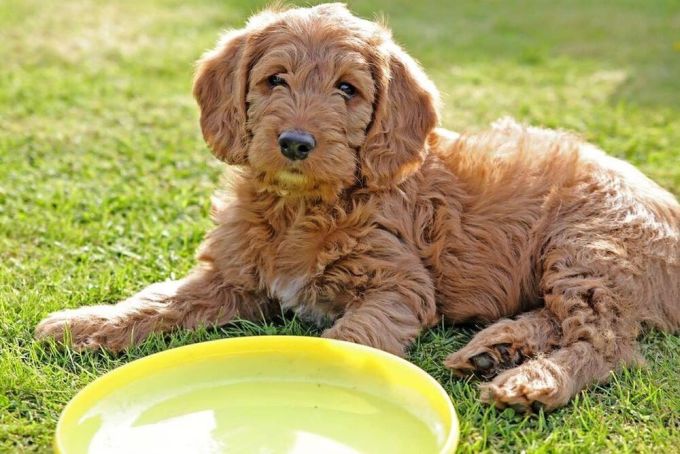 Most loving dog Mini Labradoodle