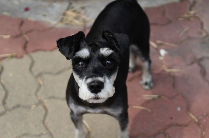 Miniature Schnauzer