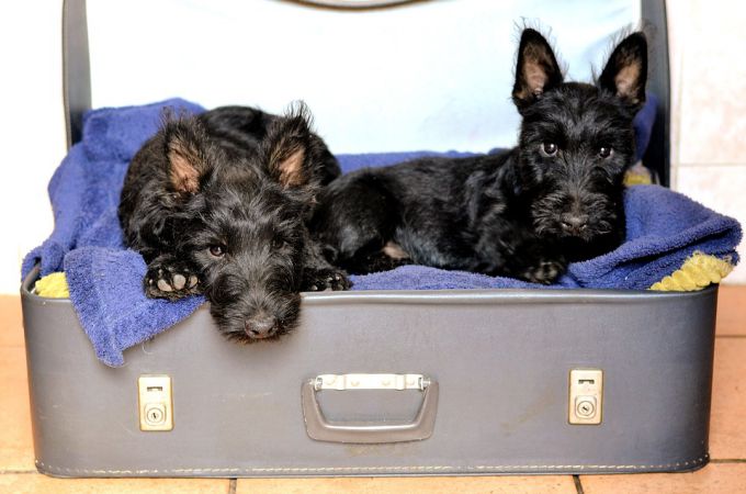 2 Black Scottish Terrier Cute