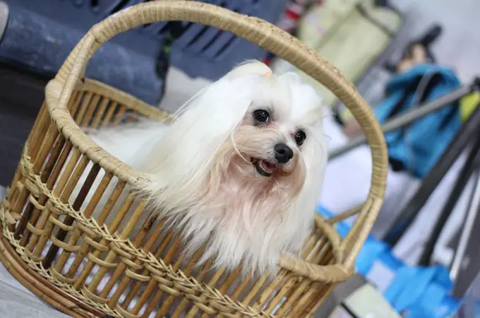 White Shih Tzu Dog in the Basket