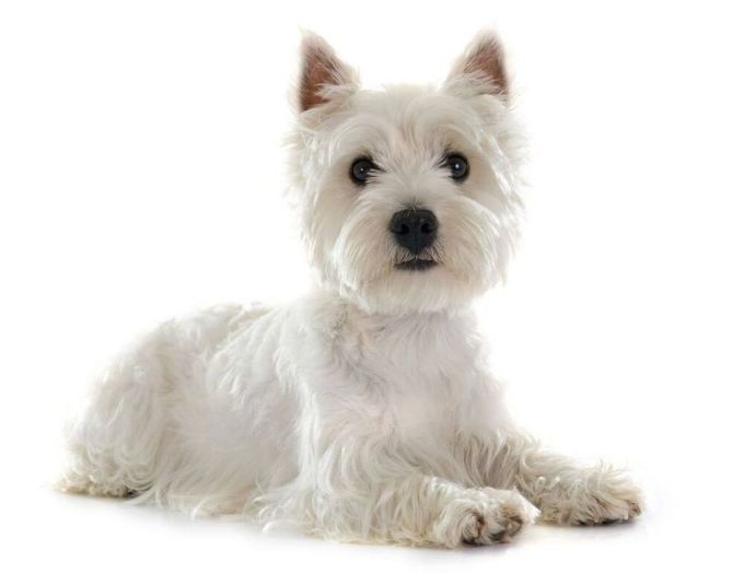White West Highland White Terrier