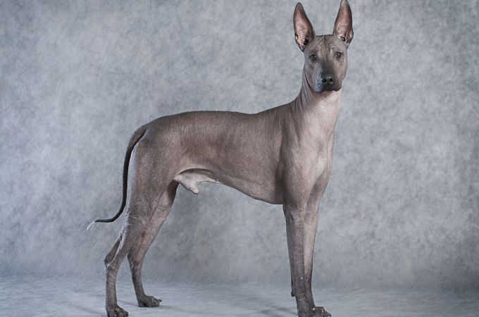 The Rarest Xoloitzcuintli dog Breed