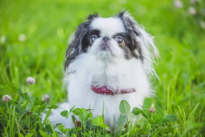 best small dogs for apartments - Japanese Chin