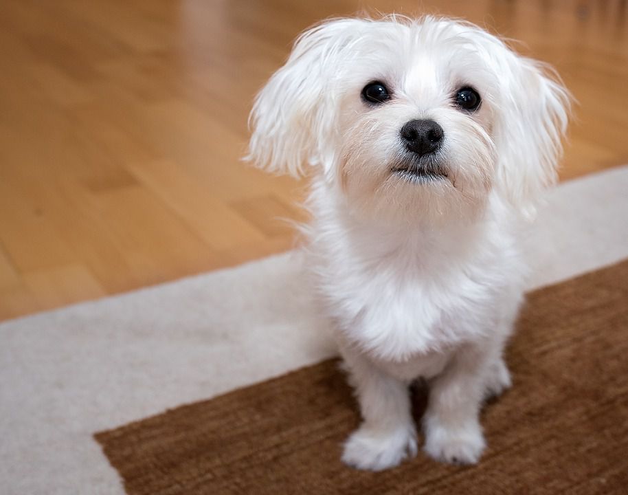 These 15 Small Dog Breeds are Perfect For Your Apartment ...