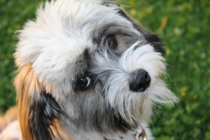 White Havanese