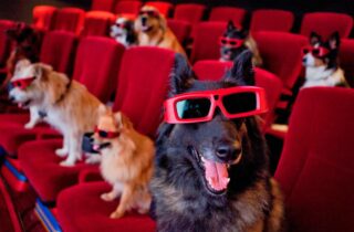 BEST DOG MOVIES OF ALL TIME