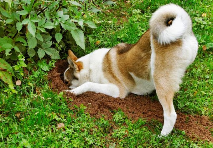 How to Stop a Dog from Digging