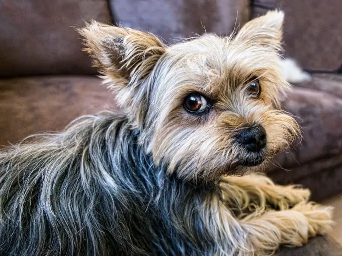 Yorkshire Terrier good dog for kids and apartment