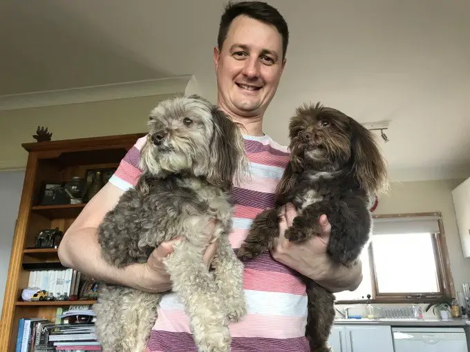 2 Moodle Dogs (Maltipoo)