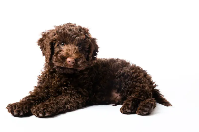 chocolate labradoodle puppy