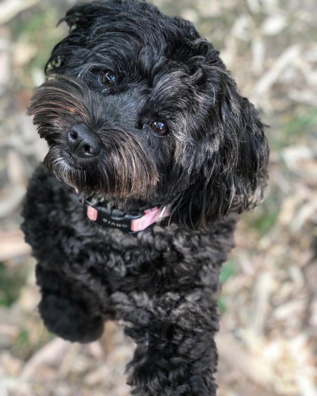 black schauzer poodle mix