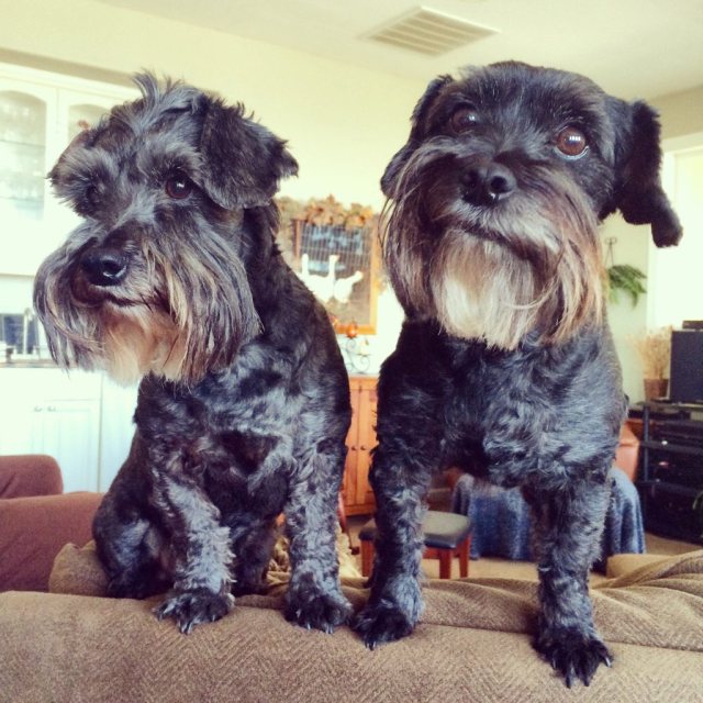 adorable schnauzerpoodle