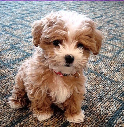 Bichon Poo puppy wants to play