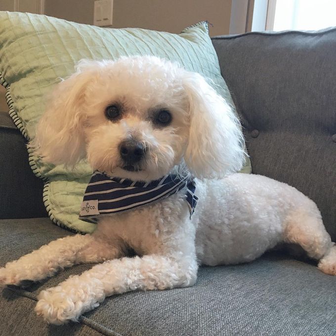 White Poochon mix