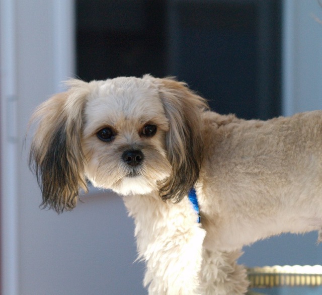 adult pekingese poodle mix