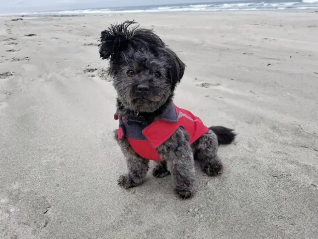 black lhasapoo dog picture