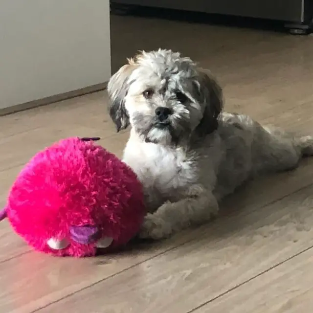 full grown lhasapoo