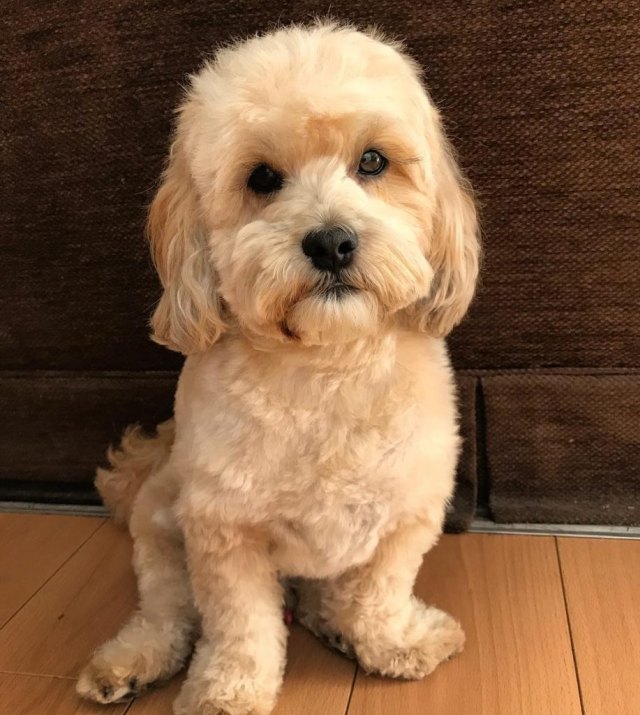 lhasa apso mix poodle