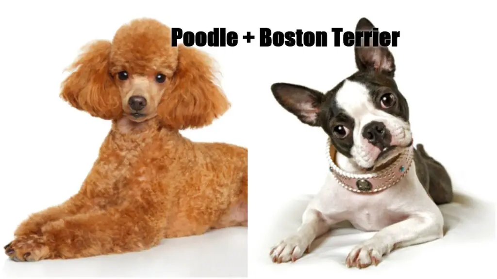 Bosipoo = Poodle + Boston Terrier