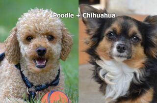 Chihuahua poodle mix facts