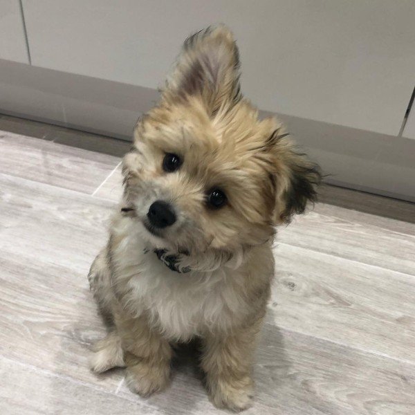 bichon frise papillon mix