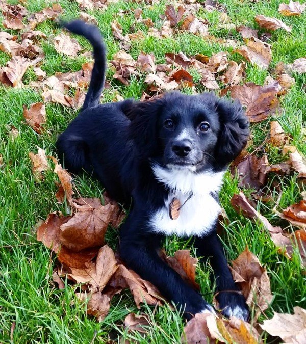 Cocker Spaniel x Pompom