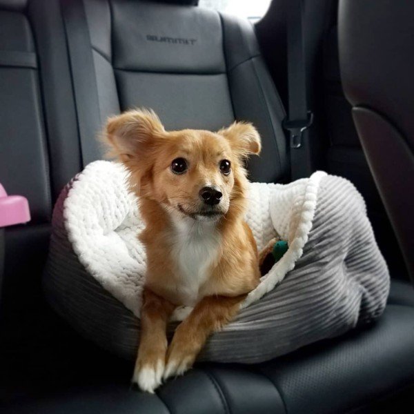 55+ Dachshund Pomeranian Mix Short Hair