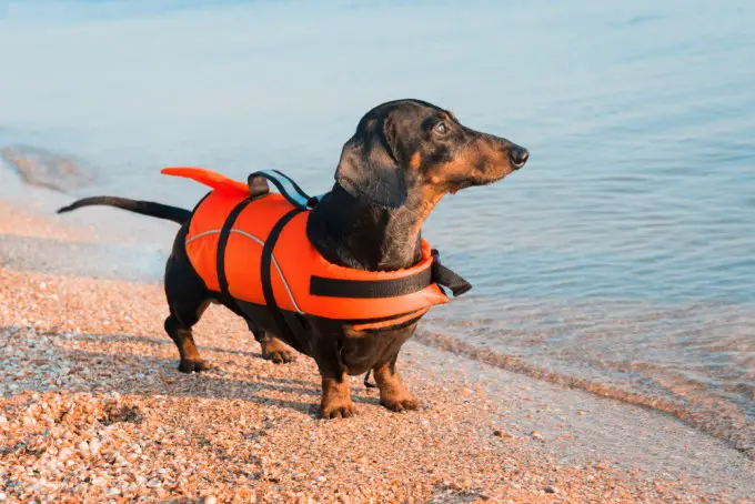 dachshund dog wants to swimming