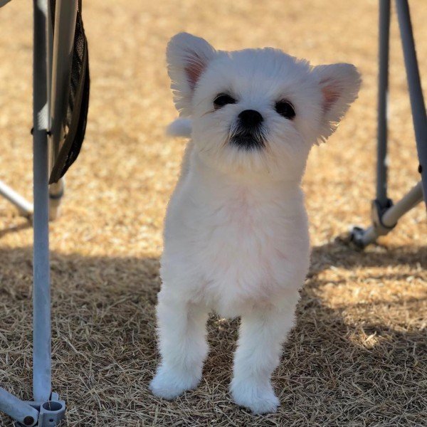 Pomeranian x Maltese