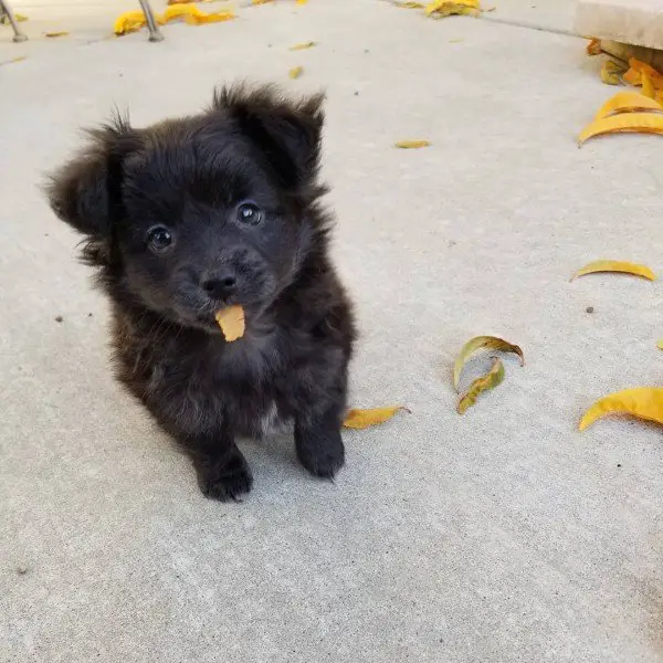 Black Pomeranian Toy For Terrier Cross Breed