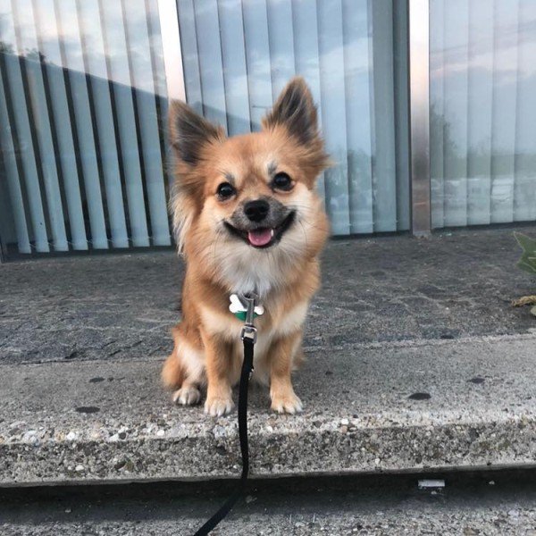 long hair chihuahua pomeranian mix