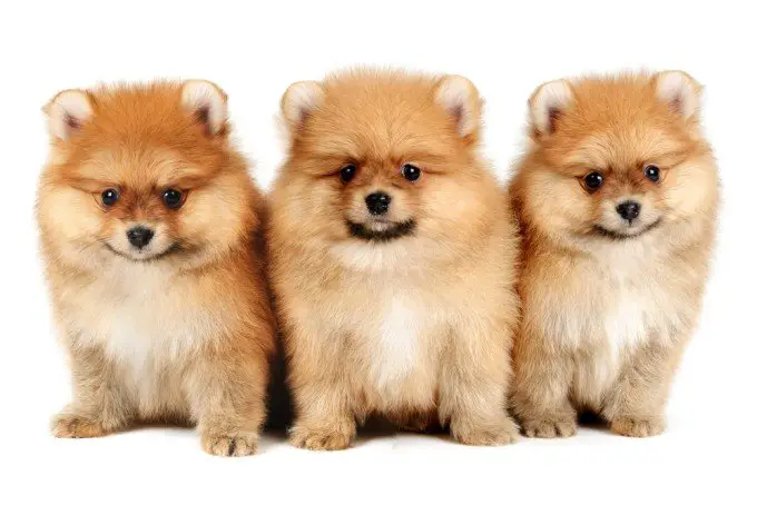 Pompom dogs in white background