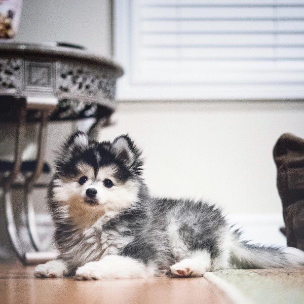 Cute Mini Teacup Husky Pomeranian Mix