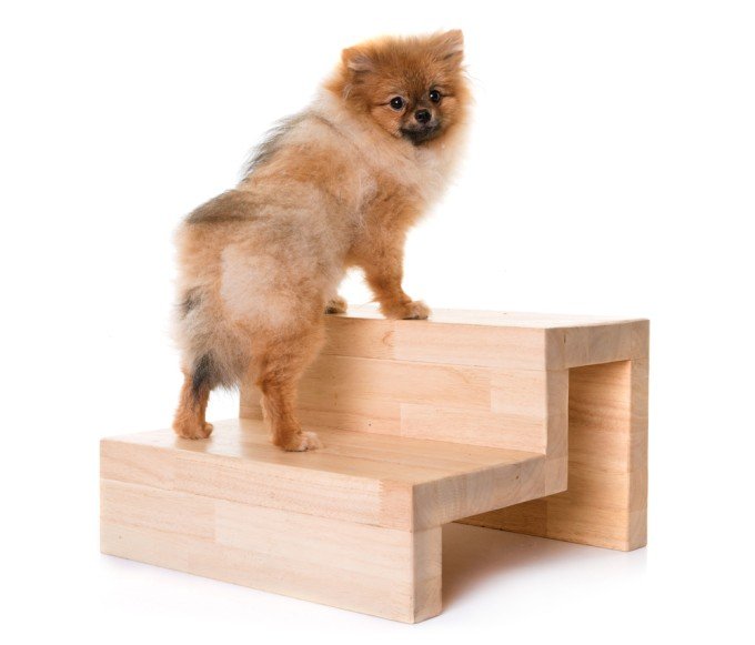 10 Best Pet Stairs for Small Dogs
