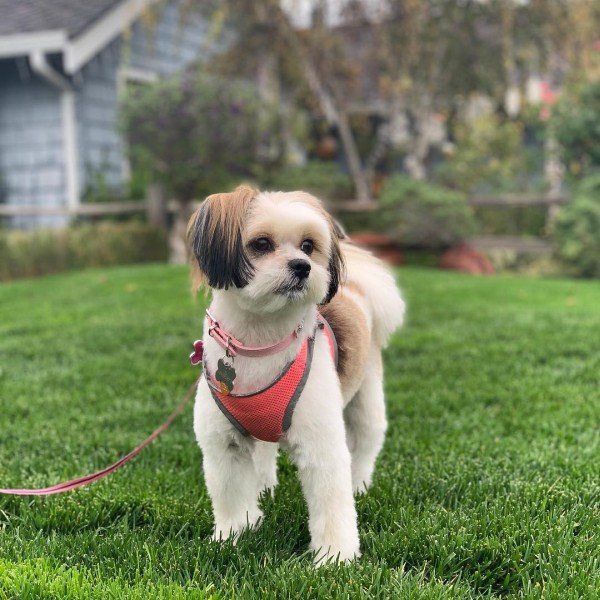 Pomeranian Shih Tzu Mix