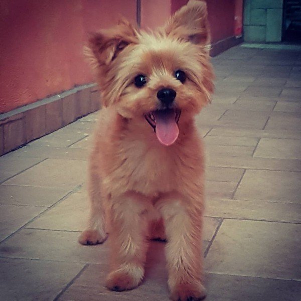 pomeranian cross terrier