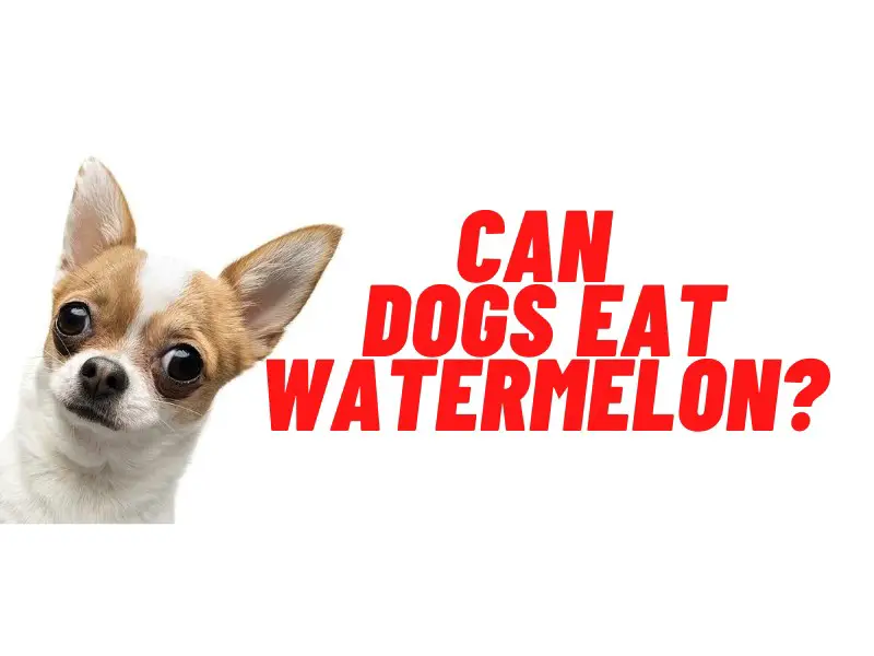 can dogs eat watermelon guide