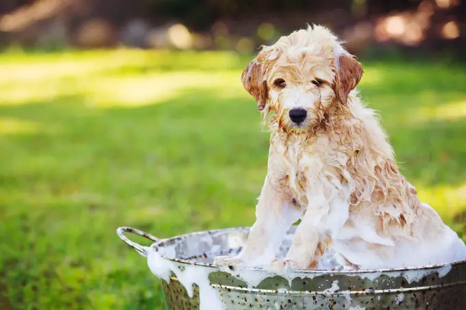 Cute Puppy Using Medicated Shampoos