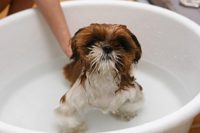 Shih tzu taking a bath using medicated dog shampoo