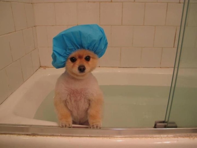 Puppy Taking a Bath