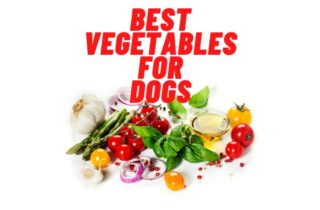dog friendly vegetables