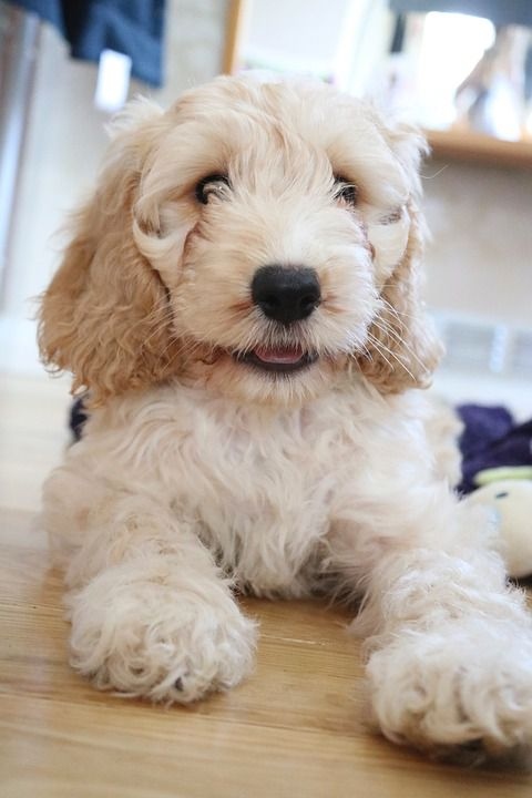 cockapoo full grown