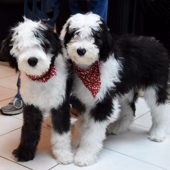 sheepdog standard poodle mix