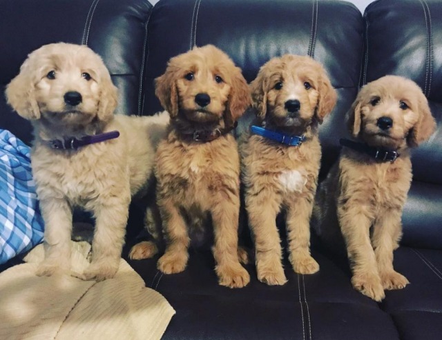 goldendoodle puppies picture