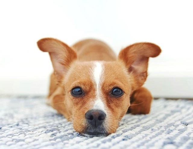 Chihuahua Jack Russell Mix