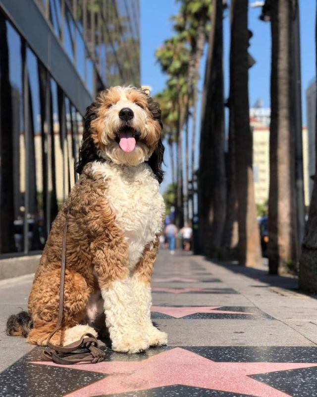 full grown bernedoodle dog breed