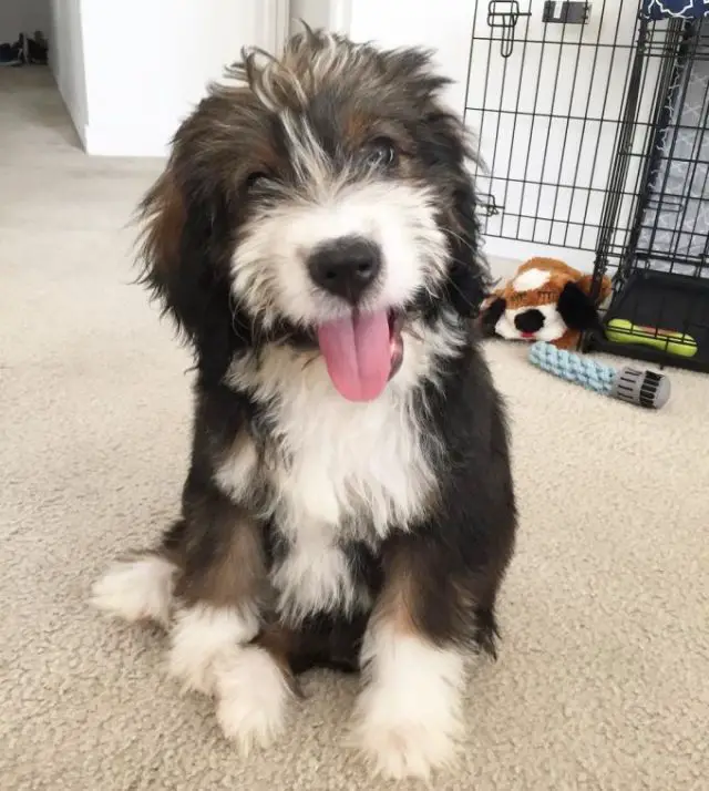 Bernedoodle 9 Quick Facts About (Bernese Mountain Dog